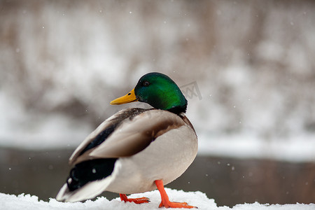 冬季公园里一只鸭子坐在雪地里的冬季肖像