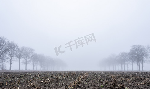 荷兰乌得勒支附近冬季风景秀丽的薄雾田野中光秃秃的橡树的轮廓