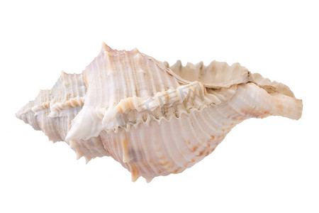 花贝壳摄影照片_海贝壳排列隔离在白色背景上。