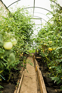 温室农业摄影照片_西红柿挂在温室的树枝上。