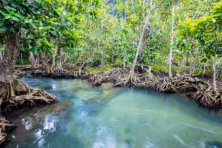 泰国 Klong Song Nam 沼泽森林和流水中的热带树根或 Tha pom 红树林。