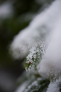 圣诞常青松树覆盖着新鲜的雪