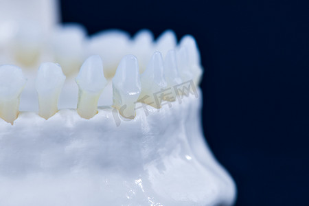 牙齿更健康摄影照片_人下颌牙齿解剖模型