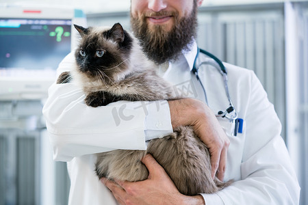 兽医宠物医生在他的动物诊所抱着猫