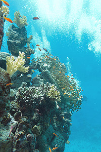 珊瑚礁与鱼群鳞鳍安蒂亚斯，水下