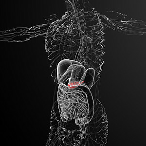 胰酶摄影照片_3d 渲染胆囊和胰腺的医学插图