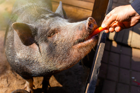 一名男子的手正在给站在农场木制畜栏里的一头小黑猪喂胡萝卜。