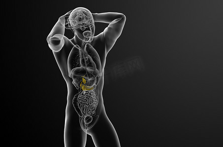 胰酶摄影照片_3d 渲染胆囊和胰腺的医学插图