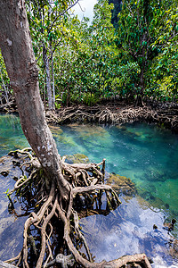 甲流摄影照片_泰国 Klong Song Nam 沼泽森林和流水中的热带树根或 Tha pom 红树林。