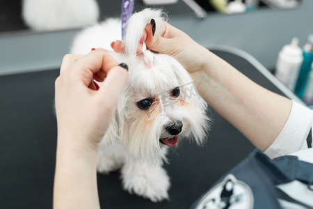 美容师在兽医诊所给狗剪毛，让它看起来像头上的辫子。