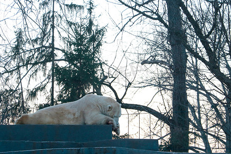 一只北极熊躺在炉子上，吃着骨头和肉。