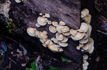 线状摄影照片_林地树干上的硫磺簇状蘑菇