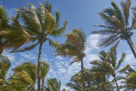 椰子树的叶子在风中飘扬
