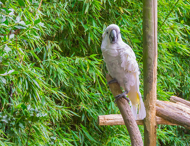 坎金币摄影照片_白色摩鹿加鹦鹉坐在树枝上，看着镜头，一只来自印度马鲁古的异国宠物