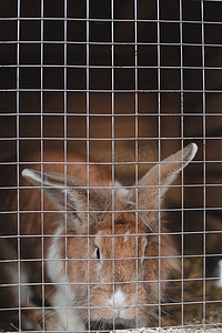 动物农场笼子里的家养兔子。
