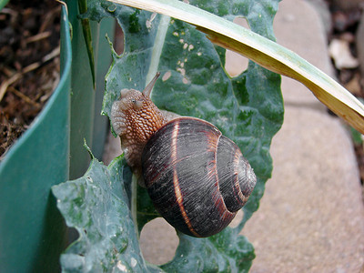 花园和花园害虫-蜗牛吞噬农作物的叶子