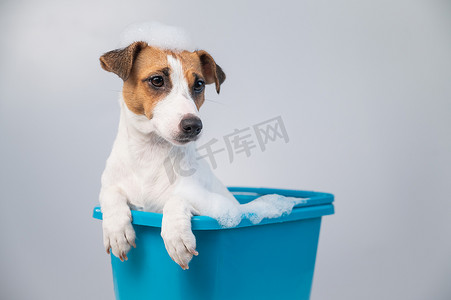 有趣的友善狗杰克罗素梗犬在白色背景下用泡沫洗澡