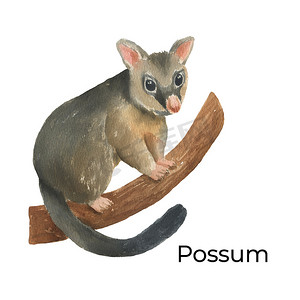 澳大利亚动物水彩插图孤立在白色背景上。