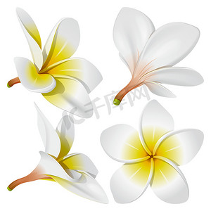 黄色扁平化摄影照片_夏威夷项链花（光栅化版本）
