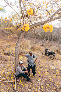 农民父子在一棵科尔特斯树下，树上开着黄色的花，旁边有一辆摩托车