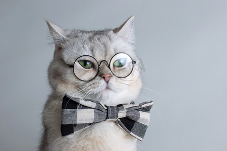 有趣的白猫，戴着灰色领结，戴着眼镜，灰色背景。