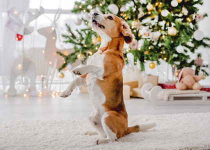 宠物家摄影照片_比格犬在圣诞节的时候