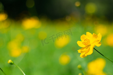 黄色波斯菊花有自然风景背景。