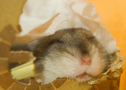 仓鼠睡觉图片
