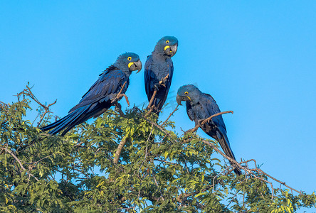 风信子金刚鹦鹉在巴西潘塔纳尔湿地进行对话。