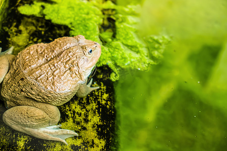 蟾蜍摄影照片_叶子上水塘里的一只雄性蟾蜍，野生动物。