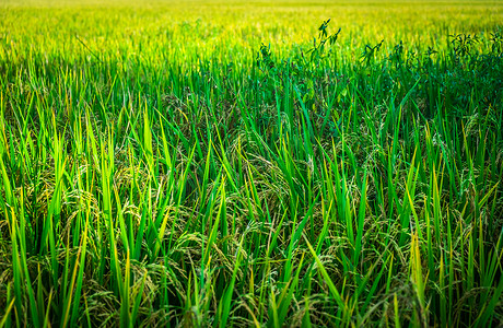 春季摄影照片_新鲜的绿色稻田背景。
