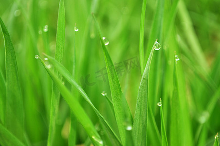 露珠桃花摄影照片_草与水滴