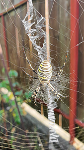 蜘蛛 - 一种在大网上有黄色条纹的黄蜂。
