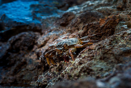 野生的活螃蟹站在海中的岩石上