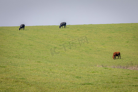 巴西南里奥格兰德州潘帕地区与乌拉圭接壤的奶牛在吃草