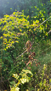 条纹蜘蛛摄影照片_蜘蛛 - 一种在大网上有黄色条纹的黄蜂。
