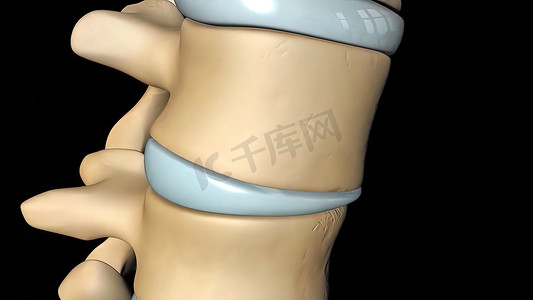 脊髓icon摄影照片_脊髓，正常椎间盘 3D