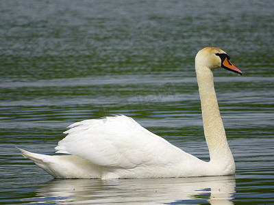 游动摄影照片_优美的白天鹅在湖中游动，天鹅在野外。