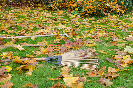 耙子工具躺在秋天的草地上，地面颜色的叶子
