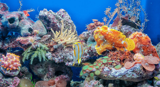 令人惊叹的海底世界，海底世界场景。