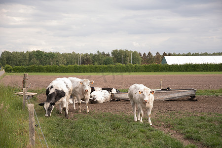 一群五彩斑斓的黑白奶牛在绿草上的畜栏里吃草