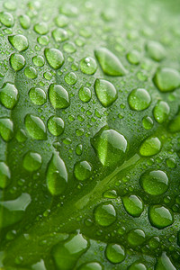 新鲜的绿叶与水滴