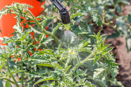 农药喷撒摄影照片_撒上番茄灌木丛。