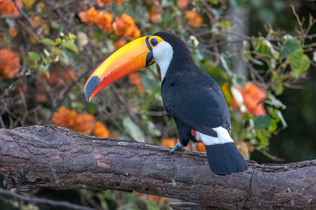 巴西南马托格罗索州潘塔纳尔湿地，一只托科巨嘴鸟栖息在树枝上。