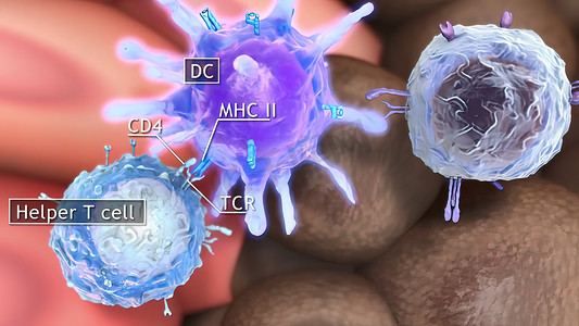 胞嘧啶T细胞清除肿瘤细胞