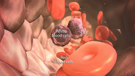 免疫系统中的白细胞和抗原