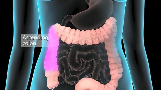 大肠包括结肠、直肠和肛门。