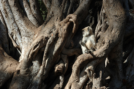 灰色（哈努曼）叶猴宝宝坐在榕树上