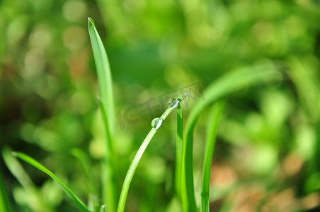 草与水滴