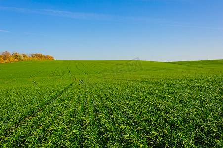 乌克兰绿色的麦田，蓝天和阳光，白云。